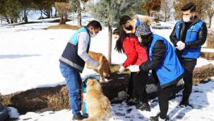 BATTALGAZİ BELEDİYESİ SAHİPSİZ SOKAK HAYVANLARINI UNUTMUYOR