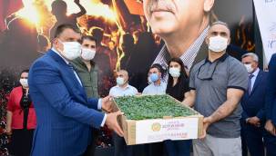 DONDAN ZARAR GÖREN MALATYA'LI ÇİFTÇİLERE BÜYÜKŞEHİR BELEDİYESİNDEN SEBZE FİDESİ DESTEĞİ