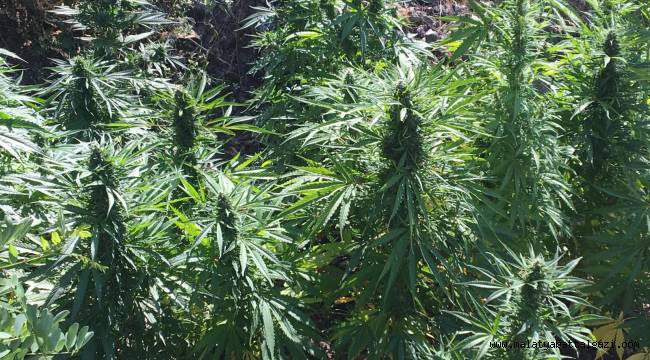 Malatya İl J.K.lığınca yapılan istihbari çalışmalar neticesinde