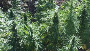 Malatya İl J.K.lığınca yapılan istihbari çalışmalar neticesinde