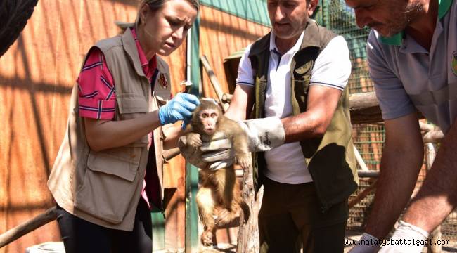 BÜYÜKŞEHİR BELEDİYESİ HAYVANAT BAHÇESİ 78 TÜRDEN YAKLAŞIK 1300 HAYVANA EV SAHİPLİĞİ YAPIYOR