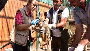 BÜYÜKŞEHİR BELEDİYESİ HAYVANAT BAHÇESİ 78 TÜRDEN YAKLAŞIK 1300 HAYVANA EV SAHİPLİĞİ YAPIYOR